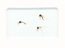 AUTHENTIC '3 MOSQUITOES SET' RESIN PAPERWEIGHT/DISPLAY