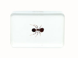 AUTHENTIC 'BIG HEAD ANT' RESIN PAPERWEIGHT/DISPLAY