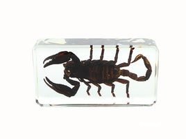 AUTHENTIC 'BLACK SCORPION' RESIN PAPERWEIGHT/DISPLAY