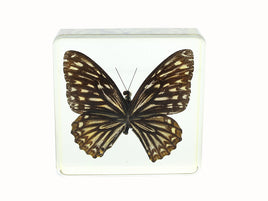 AUTHENTIC 'COMMON MINE BUTTERFLY' PAPERWEIGHT/DISPLAY