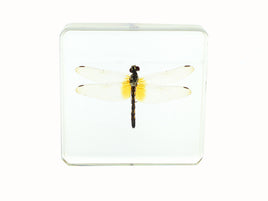 AUTHENTIC 'DRAGON FLY' RESIN PAPERWEIGHT/DISPLAY