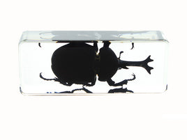 AUTHENTIC 'GIANT UNICORN BEETLE' RESIN PAPERWEIGHT/DISPLAY