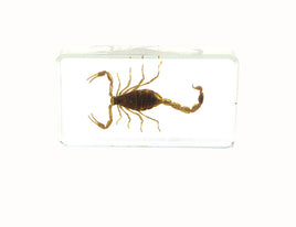 AUTHENTIC 'GOLDEN SCORPION-PALAMNAERSUS' RESIN PAPERWEIGHT/DISPLAY