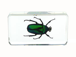 AUTHENTIC 'GREEN ROSE CHAFER BEETLE' RESIN PAPERWEIGHT/DISPLAY
