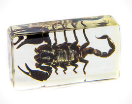 AUTHENTIC 'FAT BLACK SCORPION-PALAMNAERSUS' RESIN PAPERWEIGHT/DISPLAY