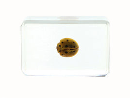 AUTHENTIC 'LADYBUG' RESIN PAPERWEIGHT/DISPLAY