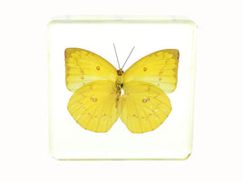 AUTHENTIC 'LEMON MIGRANT BUTTERFLY' PAPERWEIGHT/DISPLAY