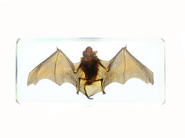 AUTHENTIC 'MEDIUM BAT' PAPERWEIGHT/DISPLAY