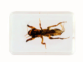 AUTHENTIC 'MOLE CRICKET' RESIN PAPERWEIGHT/DISPLAY