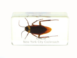 AUTHENTIC 'NEW YORK CITY COCKROACH' RESIN PAPERWEIGHT/DISPLAY