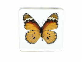 AUTHENTIC 'PLAIN TIGER BUTTERFLY' PAPERWEIGHT/DISPLAY