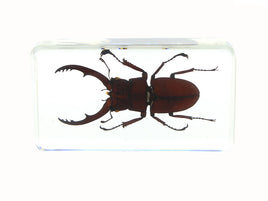 AUTHENTIC 'RED WINE-ANTLER STAG BEETLE' RESIN PAPERWEIGHT/DISPLAY