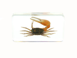AUTHENTIC 'FIDDLER CRAB' RESIN PAPERWEIGHT/DISPLAY