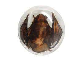 AUTHENTIC 'SMALL BAT' RESIN DOME PAPERWEIGHT/DISPLAY