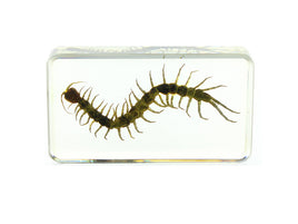 AUTHENTIC 'LARGE CENTIPEDE' RESIN PAPERWEIGHT/DISPLAY