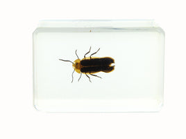AUTHENTIC 'SMALL FIREFLY' RESIN PAPERWEIGHT/DISPLAY