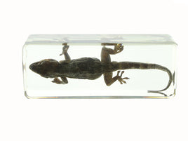 AUTHENTIC 'GECKO' RESIN PAPERWEIGHT/DISPLAY