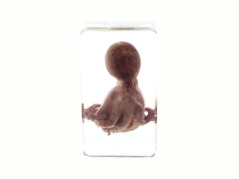 AUTHENTIC 'OCTOPUS' RESIN PAPERWEIGHT/DISPLAY