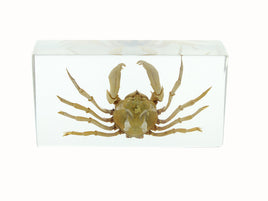 AUTHENTIC 'SPIDER CRAB' RESIN PAPERWEIGHT/DISPLAY