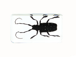 AUTHENTIC 'SPOTTED LONGHORN BEETLE' RESIN PAPERWEIGHT/DISPLAY