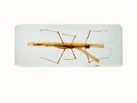 AUTHENTIC 'STICK INSECT' RESIN PAPERWEIGHT/DISPLAY