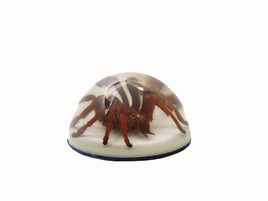 AUTHENTIC 'TARANTULA' RESIN DOME PAPERWEIGHT/DISPLAY
