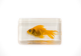 AUTHENTIC 'GOLDFISH' RESIN PAPERWEIGHT/DISPLAY